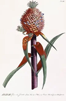 Late 18th Century Prints: 986419