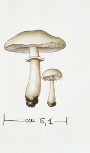 Basidiomycota Prints: Agaricus comptulus