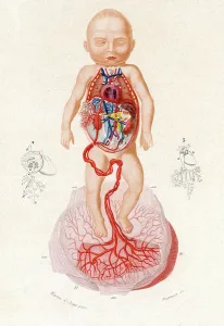 Foetus Prints: Anatomical chart