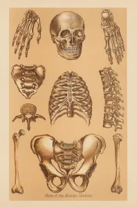 Pelvis Prints: Anatomical Study of the Human Skeleton, 1896 (chromolithograph)
