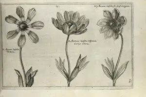 Anemone Prints: Anemone