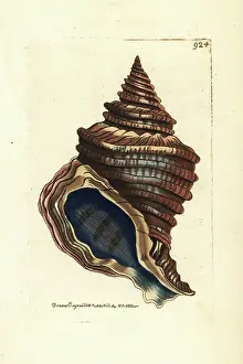 Angular murex, Hexaplex angularis (Corded murex, Murex lyratus). Illustration drawn and engraved by Richard Polydore Nodder. Handcoloured copperplate engraving from George Shaw and Frederick Nodder's The Naturalist's Miscellany, London, 1810