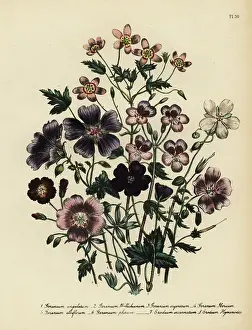 Handfinished Prints: Angular-stalked cranesbill, Geranium angulatum
