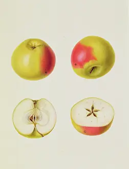 Core Prints: Two Apples Sectioned (print)