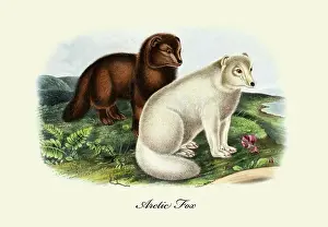 1850s Prints: Arctic Fox