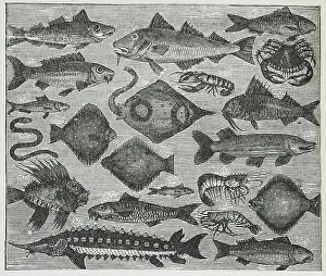 Cookbook Prints: Assorted Fish