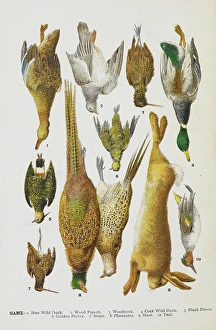 Pheasant Prints: Assorted game including rabbit, duck, snipe, pigeon and pheasants