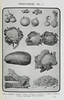 Cookbook Prints: Assorted vegetables