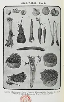 Cookbook Prints: Assorted vegetables