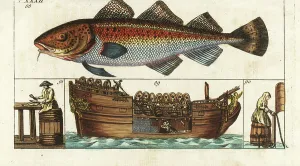 Peche Prints: Atlantic cod (Atlantic cod or common cod)