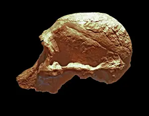 Fernando Alberto Prints: Australopithecus Africanus