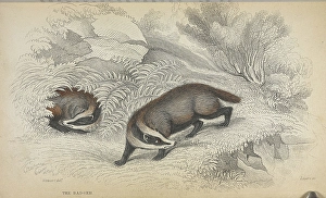 Images Dated 25th February 2025: The badger