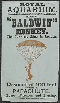 Evanion Prints: The Baldwin Monkey