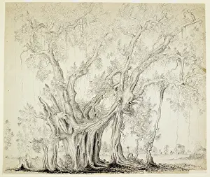 Banyan Prints: A banyan tree