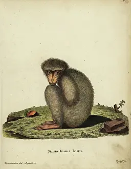 Hoard Prints: Barbary ape or macaque, Macaca sylvanus
