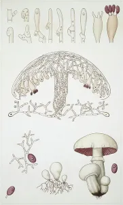 Basidiomycota Prints: Basidiomycota