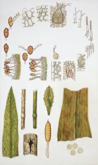 Basidiomycota Prints: Basidiomycota
