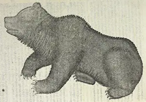 Bears Prints: A bear