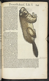 Beaver Prints: Beaver