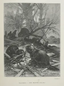 Rodent Prints: The Beaver