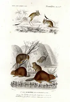 Beaver Prints: Beaver and Jerboa (print)