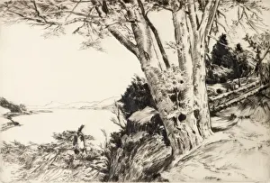 Forests Prints: The Beech Tree, 1940 (etching)