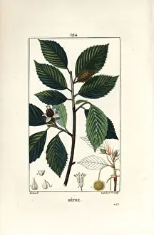 Beech Prints: Beech tree, Fagus sylvatica