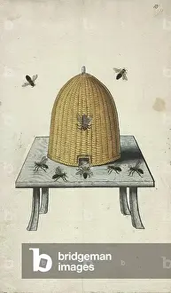 Hive Prints: A beehive