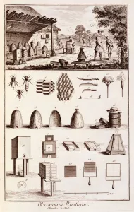 Beekeeping, from Dictionary of Sciences, c.1770 (engraving) (see also 746839) Beekeeping, from Dictionary of Sciences, c.1770 (engraving) (see also 746839)