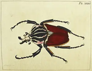 Beetle Prints: A beetle