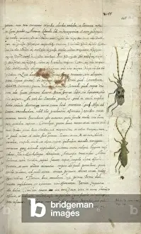 Beetles. Text