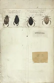 Beetle Prints: Beetles. Text