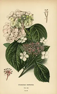 Bigleaf hydrangea, Hydrangea macrophylla