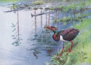 George Edward Lodge Prints: Black Stork (litho)