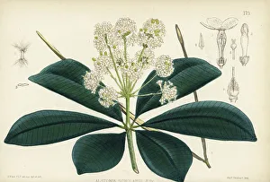 Apothecary Prints: Blackboard tree, Indian devil tree