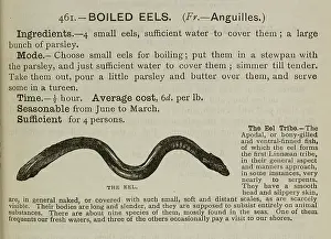 Cookery Prints: Boiled eels