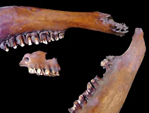 Costume And Fashion Prints: Bones of a primitive horse