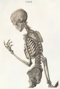 Skeletal Prints: Bones of the skeleton, from Tabulae Osteologicae