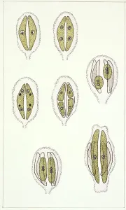 Magnification Prints: Botany, Algae, Bacillariophyceae, Diatom reproduction