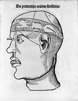 Brain Prints: Brain cutting: study for the localization of different brain functions