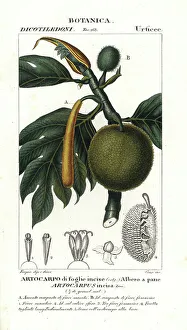 Stipple Prints: Breadfruit