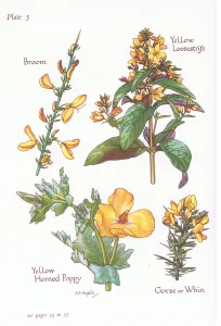 Broom, Gorse, Whin or Furze, Yellow Loosestrife, Yellow Horned Poppy, 1951 (colour litho) Broom, Gorse, Whin or Furze, Yellow Loosestrife, Yellow Horned Poppy, 1951 (colour litho)