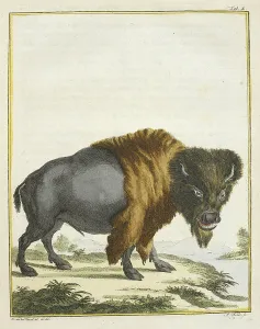 Bison Prints: A buffalo or bison