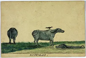 Herbivore Prints: Buffalos