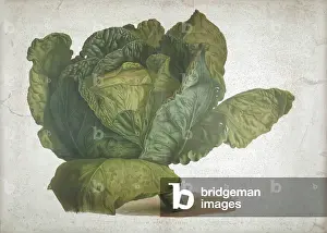 Cabbage Prints: A cabbage