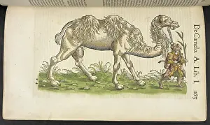 A camel