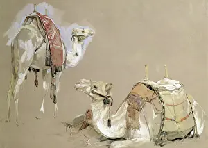 Lewis John Frederick 1804 76 Prints: Camel Studies