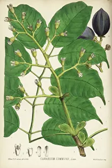 Robert Bentley Prints: Canarium nut, Manila elemi or Java almond