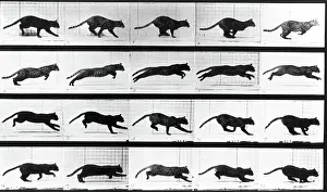 1880s Prints: A cat running