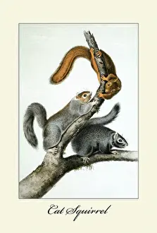 Audubon Prints: Cat Squirrel